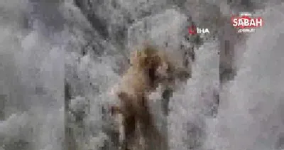 Kayalıklarda mahsur kalan koyunu sırtında taşıdı | Video