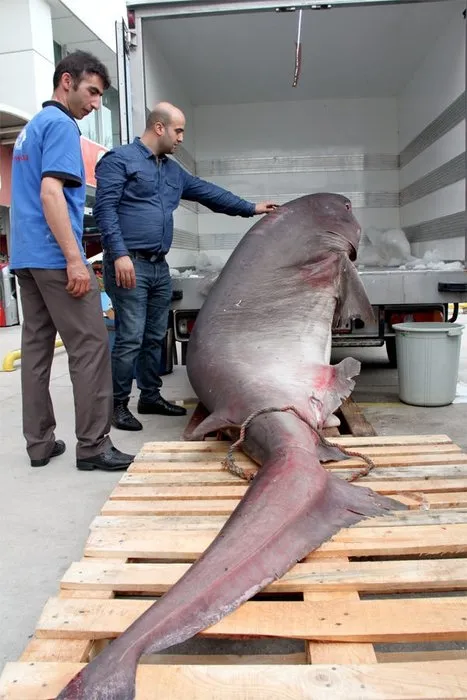 Bursa’da 673 kiloluk köpek balığı