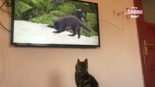 Kendisini belgesele kaptıran kedinin verdiği tepki izleyenleri güldürdü | Video