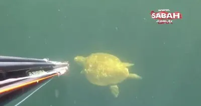 Çanakkale’de zıpkınla 30 kiloluk 2 liça balığı avladılar | Video