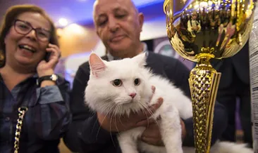 Uluslararası mutlu kediler yarışması...
