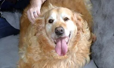 Obez köpek Paşa azmetti: 30 kilo verdi! #ankara