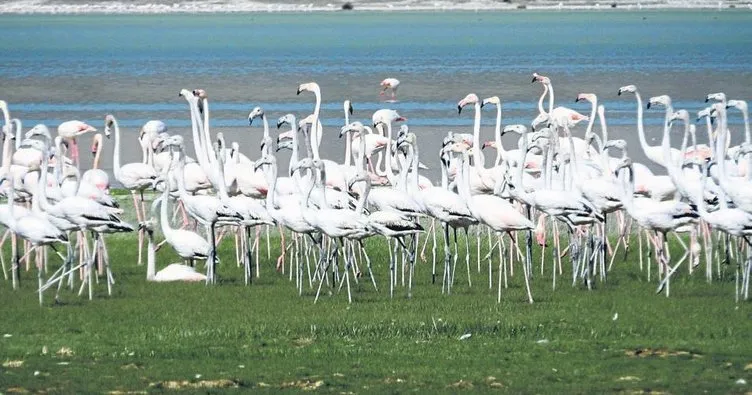 Flamingolar döndü