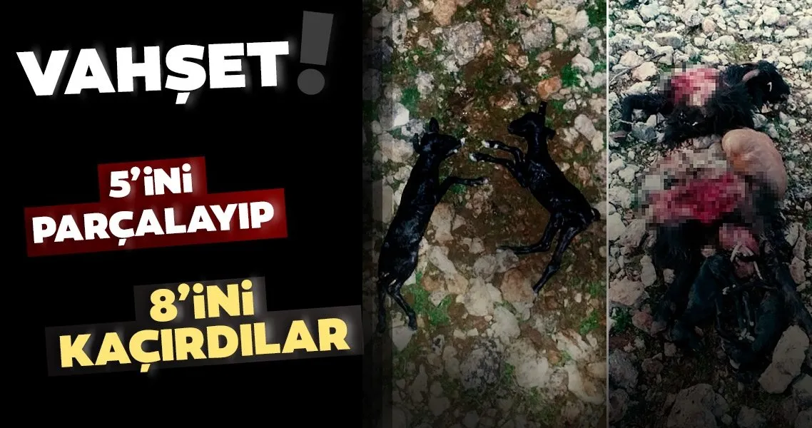 antalya da feci olay suruye saldiran