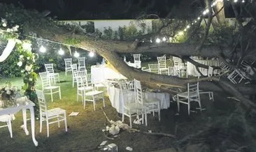 Kır düğününde ağaç devrildi: 1 ölü
