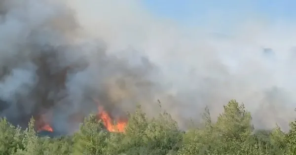 Yangın Sonrası Alan