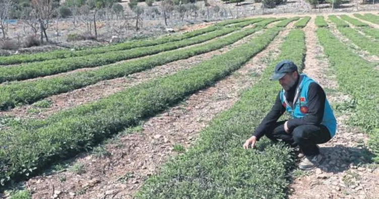 Anadolu adaçayı dünyada rakipsiz