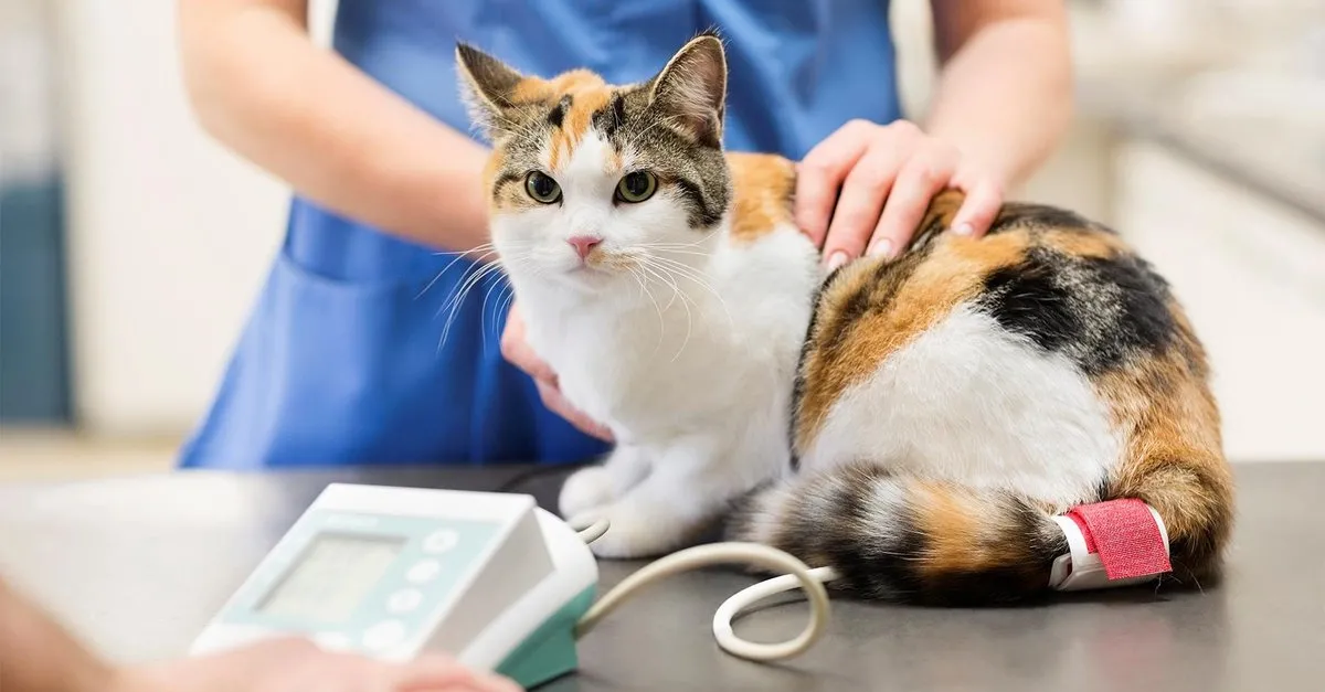 hayvanlarin kisirlastirilmasi caiz degil son dakika haberler