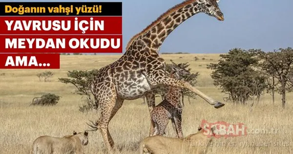 Yavrusu için direndi ama...