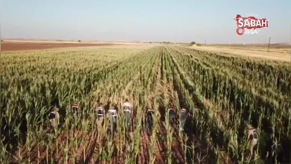 Sınırdaki mısır tarlasında 160 bin kök kenevir bitkisi bulundu | Video