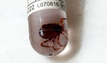 Uzmanlar uyardı: Kene vakaları artıyor!