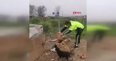 Kocaeli’de kısıtlamada yürekleri ısıtan görüntü! Trafik polisleri yavru köpekleri böyle besledi...