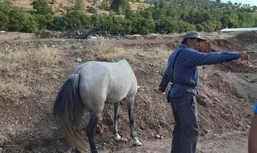 İBB’nin emekliye ayırmak üzere aldığı atları köy işlerine verdiği ortaya çıktı