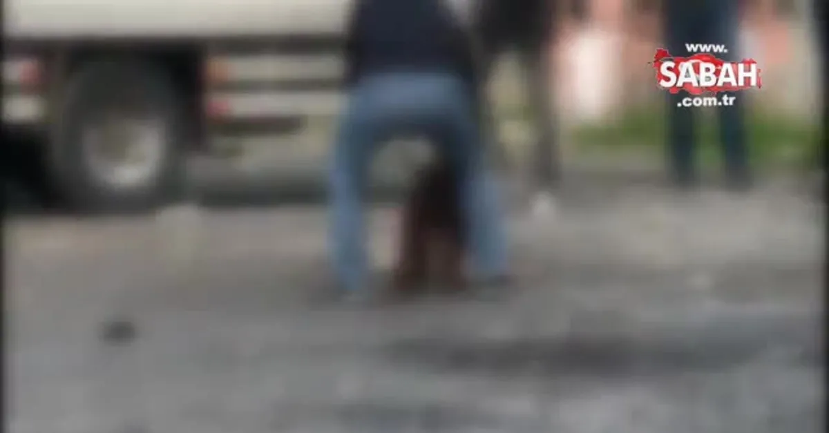 son dakika istanbul daki pitbull dehsetinin goruntuleri ortaya cikti sahibi gozaltina alindi video