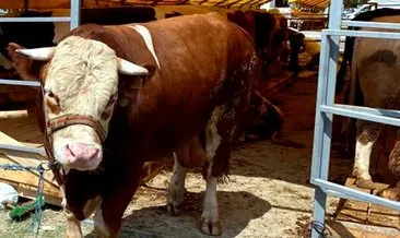 Kurbanlıklar hayvan pazarında satışa çıktı! Bin kiloluk ‘Tosun Paşa’ pazarın gözdesi oldu