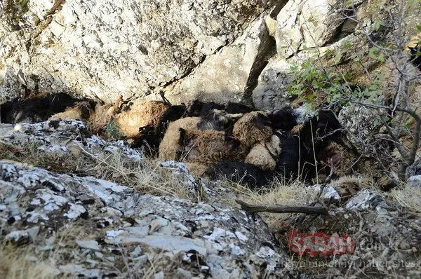 Bitlis’te uçurumdan düşen 315 koyun telef oldu