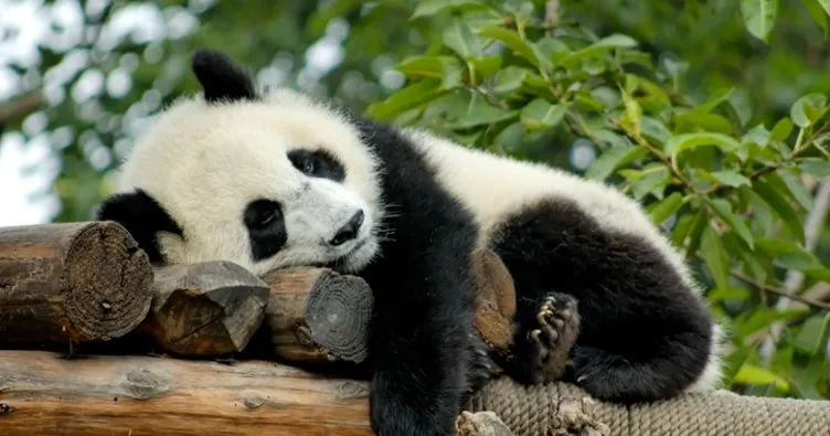 Panda Nerede Yaşar? Panda Nerede Görülür, Hangi İklimde Yaşar, Karada Mı Suda Mı?
