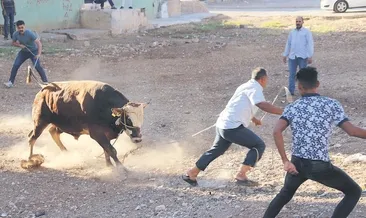 Önce sahipleri sonra boğalar kovaladı