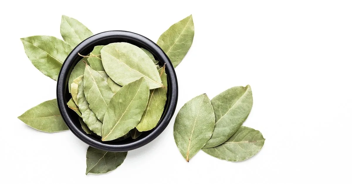 defne yapragi faydalari nelerdir ne ise yarar defne yapragi ne ise yarar ne icin kullanilir iste defne yapragi mucize faydalari saglik haberleri