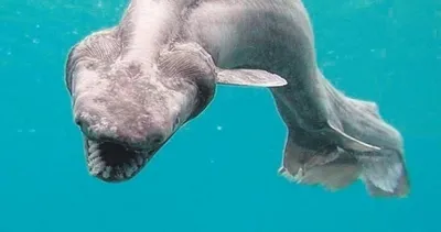 80 milyon yıldır yaşayan fosil