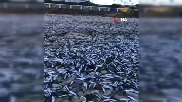 Şili'de korkutan görüntü! Binlerce ölü balık sahile vurdu | Video