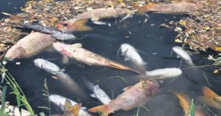 Karacabey’de balık ölümleri yeniden başladı