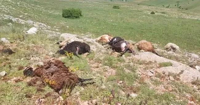 Gümüşhane’de dolu felaketi! 19 hayvan telef oldu