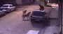Köpeklerin saldırısından kurtulduğu aracın üstünden yere böyle düştü | Video