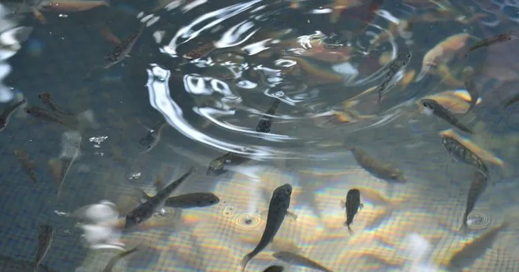 Çanakkale’de 10 bin çipura yavrusu denize bırakıldı