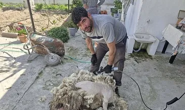 Nakil kollarıyla koyun kırkıyor