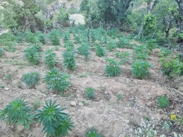 bingolde-kok-kenevir-ele-gecirildi4-hukumlu-yakalandi-1782128740277.jpg