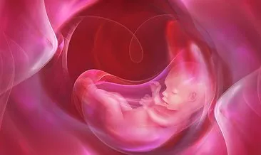 Bebeğin Cinsiyeti Ne Zaman Belli Olur? Hamilelikte Cinsiyet Ne Zaman, Kaçıncı Haftada Ve Ayda Belli Olur?