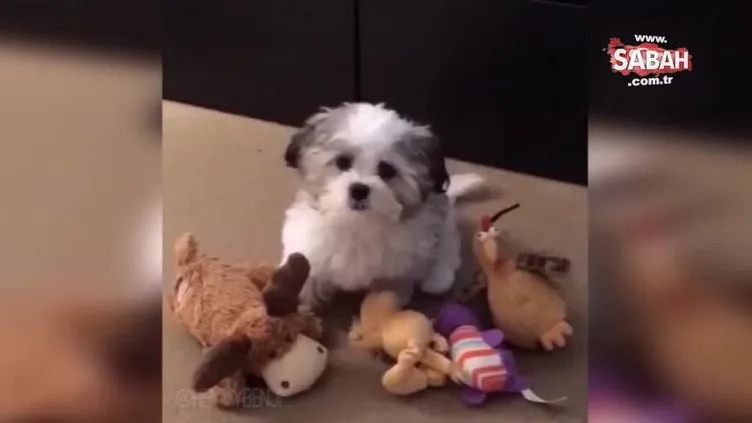 Sevimli köpek ve en iyi arkadaşı