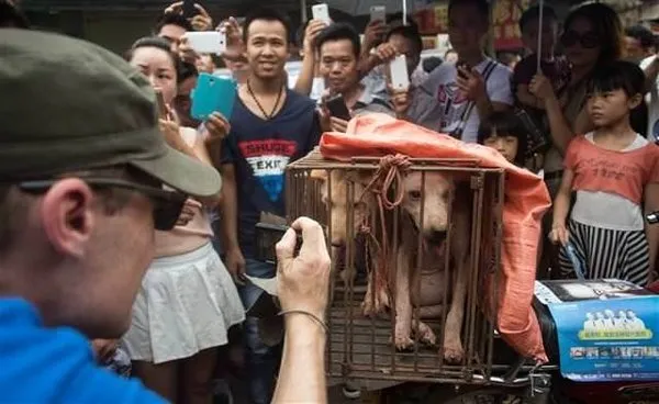 Tüm tepkilere rağmen 'köpek yeme festivali' başladı