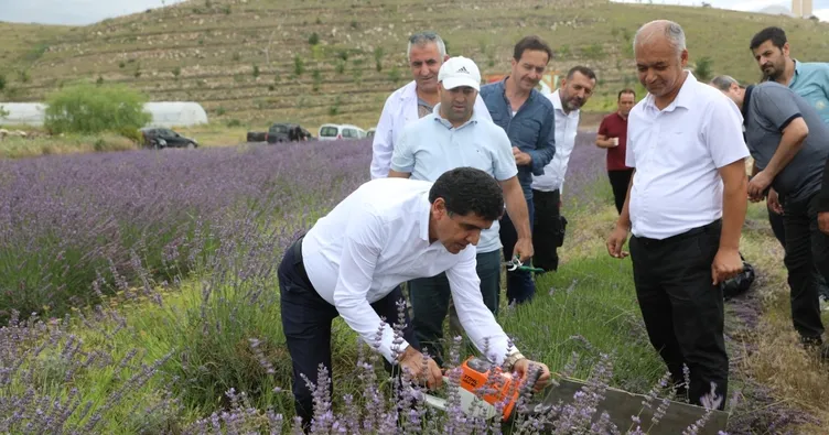Lavanta yağı hasat dönemi başladı