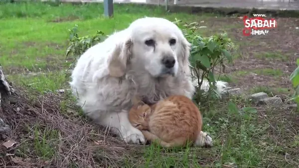 Köpek, sokak kedisine annelik yapıyor | Video