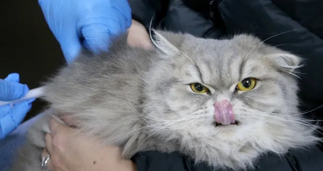 Evcil hayvan sahipleri dikkat! Mikroçip için son 15 gün