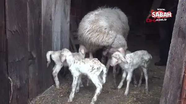 Çanakkale'de bir koyun tek seferde 5 kuzu doğurdu | Video