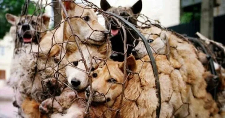 Güney Kore harekete geçti! Köpek eti tüketimini yasaklıyor...