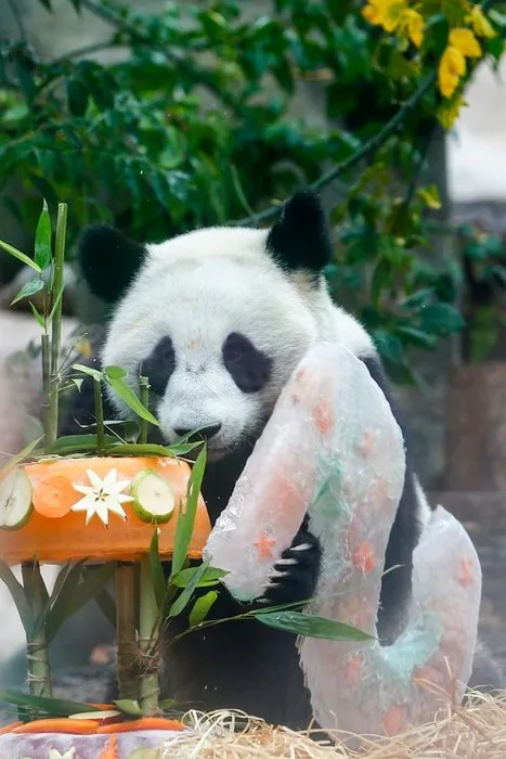 Moskova’daki hayvanat bahçesinde 2 pandanın doğum günü kutlandı