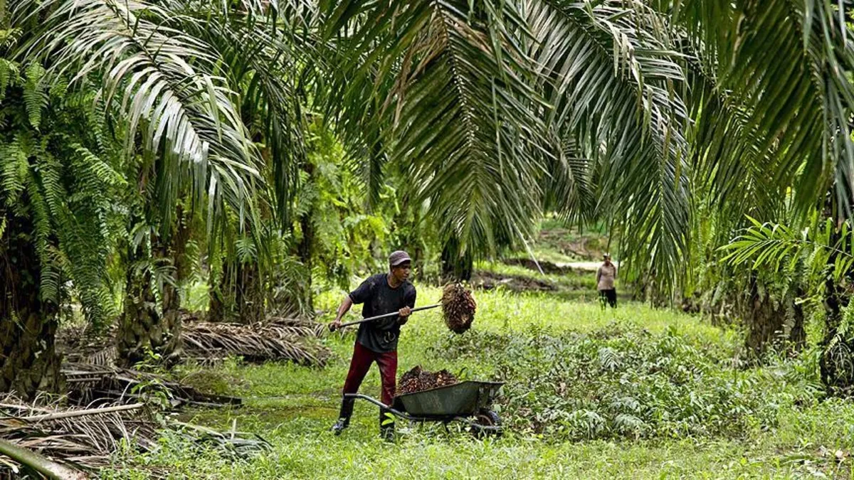 Palm yağı fiyatlarında sert düşüş: Petrol ve soya yağı baskısı etkili oldu Palm yağı fiyatlarında sert düşüş: Petrol ve soya yağı baskısı etkili oldu