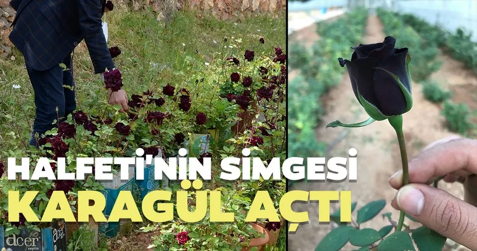 Halfeti Nin Simgesi Karagul Acti Turizm Haberleri