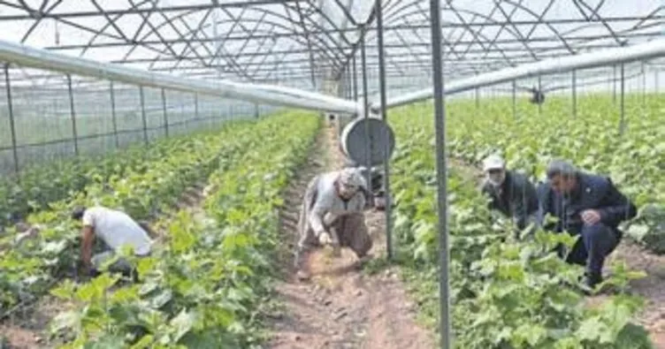 Kumluca’da tarım üretimi sürüyor