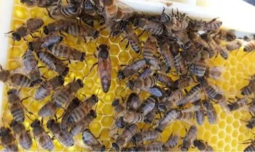 Efe arısı ve Gökçeada arısı tescil edildi