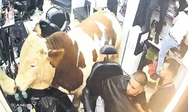 Kaçan kurbanlık kuaför salonuna daldı