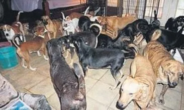Bin köpek kurtarıldı