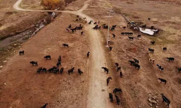 Siparişlere yetişemiyorlar! O ilçede manda sütü ürünlerine talep arttı