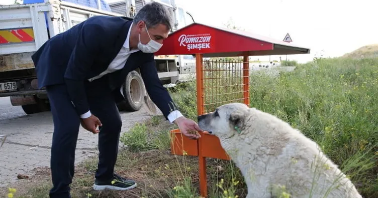 Sokak hayvanları adına büyük adım!