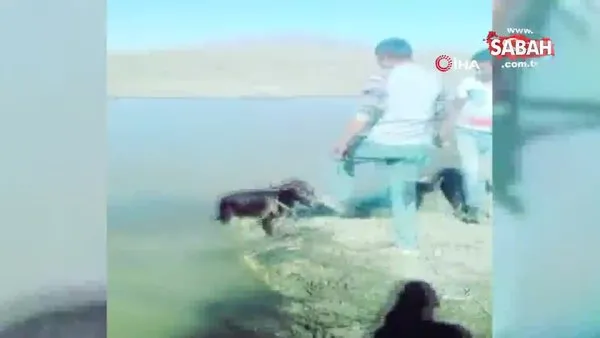Kars'ta tepki çeken işkence! Yavru eşeği bağlayıp göle attılar | Video