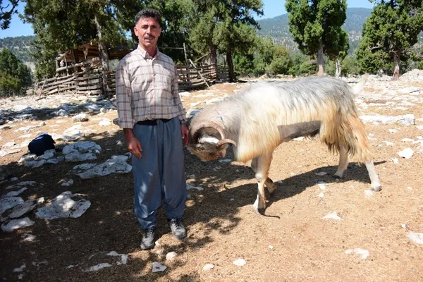 prof-dr-ozturk-keciler-ormanlarin-dogal-itfaiyecileri-1789570609340.jpg